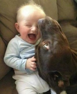 Photo of a laughing baby with a chocolate lab's head on his lap, nose on his face.