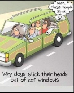 Cartoon of a family driving in a wood-sided station wagon; the dog is in the back seat with his head out the window, ears flying behind him, his thought bubble says, "Man, these people stink" Caption: Why dogs stick their heads out of car windows.