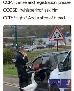 Photo of a police officer speaking to the driver of a car he had pulled over. Standing next to the officer is a goose. COP: license and registration, please. GOOSE: *whispering* ask him COP: *sighs* and a slice of bread