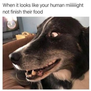 Head shot of a black and white dog looking sideways to the right with an almost maniacal look, mouth open slightly. Caption: When it looks like your human might not finish their food.