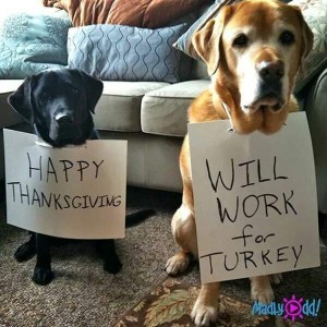 Photo of 2 cute dogs wearing signs around their necks. Medium black lab: Happy Thanksgiving. Larger elderly yellow lab: Will work for turkey