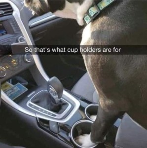 Partial photo of a gray and white dog in a car, looking out the windshield, his front feet in the cupholders on the console. Caption: So that's what cup holders are for!