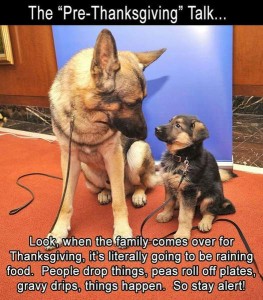 Title: The "Pre-Thanksgiving Talk Photo of a german shepherd looking down at a puppy of the same breed. Caption: Look, when the family comes over for Thanksgiving, it's literally going to be raining foodd. People drop things, peas roll off plates, gravy drips, things happen. So stay alert!