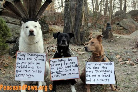 photo of 3 dogs sitting in the woods wearing signs. Dog #1, a big white dog wearing a turkey feather hat: Many Thanksgiving foods can be toxic to your pets. Be careful what you give them, and NO TURKEY BONES! Dog #2, a medium black dog: Those better be Tofurkey feathers on your head, Giddy! GO VEGAN! Save a turkey, save the world! Dog #3, a medium brown dog, looking at dog #2: Don't mind Twinkle, she does this every Thanksgiving. She has a friend that is a turkey.