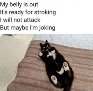 A black tuxedo cat on his back, looking up at the camera. Text: My belly is out, It's ready for stroking, I will not attack, but maybe I'm joking.