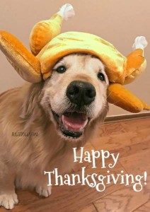 Golden retriever wearing a turkey hat. Caption: Happy Thanksgiving!