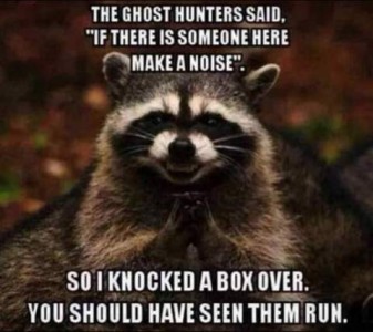 A close up of a raccoon face, his hands clasped under his chin and mouth open in a gleeful grin. Text: The ghost hunters said, "If there is someone here, make a noise." So I knocked a box over. You should have seen them run!