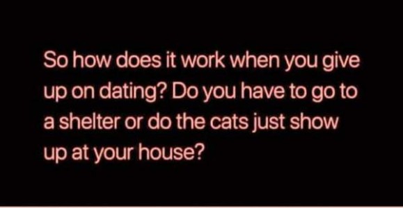 Text only. So how does it work when you up on dating? Do you have to go to a shelter or do the cats just show up at your house?