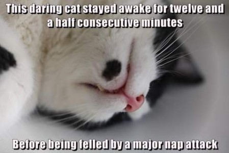 Closeup facial photo of a white and black cat sleeping, lips relaxed, head turned, totally crashed. Caption: This daring cat stayed awake for twelve and a half consecutive minutes before being felled by a major nap attack.