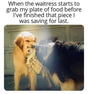 Photo of two dogs that appear to be fighting over something, each holding onto part of it. The golden retriever has his lips pulled back in a snarl. Caption: When the waitress starts to grab my plate of food before I've finished that piece I was saving for last.