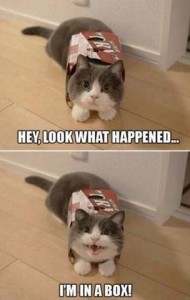 Top photo is of a gray cat with a partial white face and front paws, laying on the floor with a cardboard beverage box-type wrap around his torso, looking at the camera. Bottom photo is the same but his mouth is open. Caption: "Hey, look what happened, I'm in a box!"