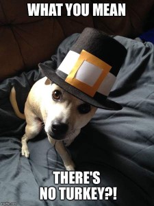 Little tan dog wearing a pilgrim hat, looking askance as the camera. Caption: What you mean there's no turkey?!