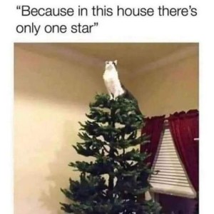 Photo of a white and gray cat sitting on top of a Christmas tree. Caption: "Because in this house there is only one star."