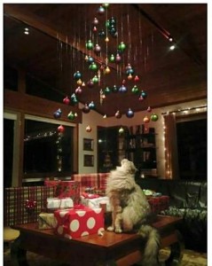 Photo of a fluffy gray cat sitting on a coffee table, surrounded by wrapped Christmas gifts, looking up into the cathedral ceiling where bulbs are hanging from string in the shape of a tree.