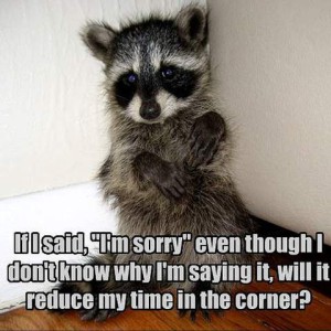 Photo of a baby raccoon sitting in a corner looking sweetly at the camera. Caption: If I said, "I'm sorry" even though I don't know why I'm saying it, will reduce my time in the corner?