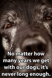 Closeup photo of a old dog's grizzled face, he has very sweet, half-closed eyes, with the caption, "No matter how many years we get with our dogs, it never long enough."