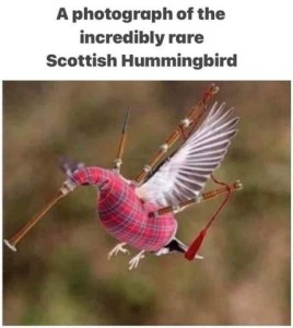 Photo of a bird shaped like a hummingbird, constructed of a bagpipe plaid fabric body, and bagpipe parts for the long beak, and sticking out by the wings.
