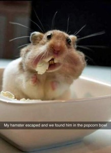 Photo of a hamster in a dish with full cheeks and a piece of popcorn in his mouth., looking at the camera. Caption: My hamster escaped and we found him in the popcorn bowl.