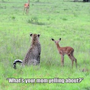 Photo of a cheetah and a baby deer together in a grassy field, backs to the camera, looking at a larger deer toward the back. Caption: What's your mom yelling about?