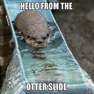 Photo of a little water slide with a marine mammal coming down. Caption: Hello from the otter slide.