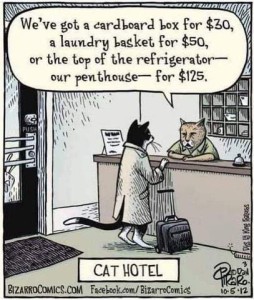 Cartoon at a Cat Hotel with one cat checking in with another cat behind the desk, who is saying, "We've got a cardboard box for $30, a laundry basket for $50, or the top of the refrigerator - our penthouse - for $125.