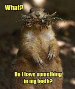Photo of a squirrel sitting up facing the camera with a mouth full of little sticks and bits of grass sticking out on both sides. Caption: What? Do I have something in my teeth?
