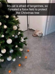 Photo of a white and light brown cat sitting in a corner; to his right is a Christmas tree decorated with white and silver balls; there are orange balls arranged around the base of the tree. Caption: My cat is afraid of tangerines, so I created a force field to protect the Christmas tree.