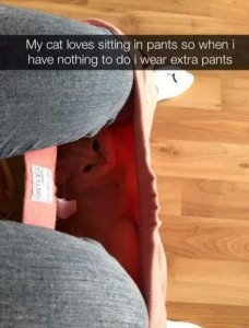 Photo of a person's knees and feet as she is sitting; she is wearing jeans, with a pair of pink slacks over them that are pulled down, waistband just below her knees, and a little kitty face looking up from between her feet. Caption: My cat loves sitting in pants so when I have nothing to do I wear extra pants.