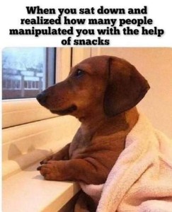 Photo of a dachshund looking wistfully out the window, wrapped in a blanket. Caption: When you sat down and reaized how many people manipulated you with the help of snacks.