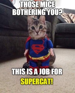 Gray and black tabby kitten wearing a Superman outfit, sitting on a tan carpet in front of two dark gray davenports. Caption: Those mice bothering you? This is a job for supercat!