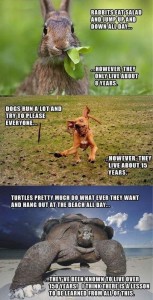 3 frames: top frame has a rabbit eating greens with the caption, "Rabbits eat salad and jump up and down all day...however, they only live about 8 years. 2nd frame shows a goofy dog jumping in the air, ears floppy, legs in every direction with the caption, "Dogs run a lot and try to please everyone...however they live about 15 years. 3rd frame is a huge tortoise standing on a rock with sand, water, and blue sky behind him as he faces the camera with the caption, "Turtles pretty much do what they want and hang out at the beach all day...they've been known to live over 150 years! I think there is a lesson to be learned from all of this.
