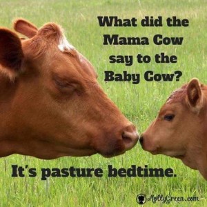 Close up photo of a brown cow's face, nose to nose with her baby. Caption: What did the Mama Cow say to the Baby Cow? It's pasture bedtime.