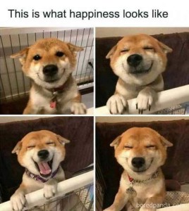 4 frames of closeups of a Sheba Inu pup's face that show, "This is what happiness looks like" In one he has his ears partly back, eyes open and happy, and lips smiling. #2 ears are fully back lips curved WAY up, eyes slitted closed; #3 same but mouth open as if laughing; #4 same but head down a bit.