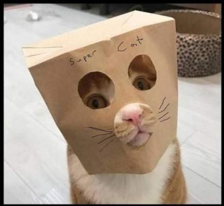 Photo of an orange and white cat sitting on a white floor with a paper bag over his head. The bag has round cutouts for his eyes and nose/mouth, and whiskers drawn on the bag from the sides of his muzzle. The bag has Super Cat written above the eyes.