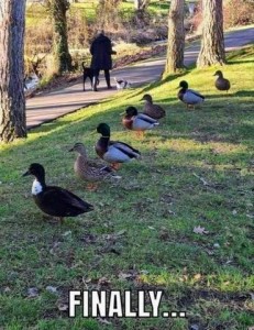 Photo of a path through a park; on the lawn next to the path are 7 ducks sitting in a row. Caption: FINALLY...