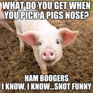 Photo of a little pink pig looking up at the camera. Caption: What do you get when you pick a pig's nose? Ham boogers! I know, I know...snot funny...