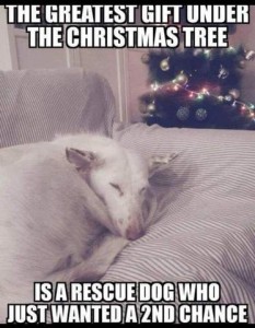 Photo of a white dog laying on a covered chair, sleeping comfortably, a Christmas tree in the background, with the caption, "The greatest gift under the Christmas tree is a rescue dog who just wanted a 2nd chance."