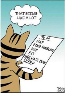 Cartoon showing the back view of a brown and black striped cat holding a sheet of paper, with the thought bubble, "That seems like a lot" The piece of paper says TO DO: Nap - find sunbeam - nap - eat - harass dog - sleep