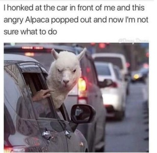 A car stopped in traffic, with the passenger window open and a white alpaca has his head out, glaring. Caption: I honked at the car in front of me and this angry alpaca popped out and now I'm not sure what to do .