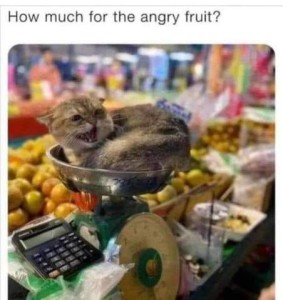 Photo of a gray cat laying in a scale in the produce department of a store; his ears are pinned back and his mouth is open in a snarl. Caption: How much for the angry fruit?
