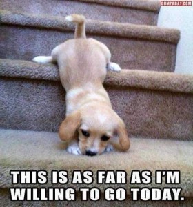 a beige puppy on a carpeted staircase, back legs and hind end on one stair, and front paws on the one below, chin resting between his paws. Caption: This is as far as I'm willing to go today.