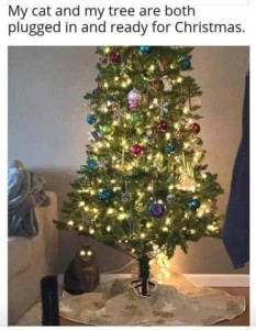 Photo of a Christmas all lit up, a gray cat sitting next to it with light also reflected in his eyes. Caption: My cat and my tree are both plugged in and ready for Christmas.