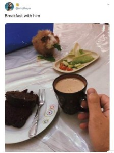 Photo of a table with a white tablecloth; in the foreground is a plate with a piece of chocolate cake and a fork on it, and a cup of coffee with a man's hand on the handle. Behind that is a little plate of greens and vegetables, with a little fluffy orange and white guinea pig that has a piece of lettuce in his mouth. Caption: Breakfast with him.