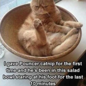 A soft orange brachycephalic cat is laying on his back in a wooden bowl, one rear leg raised with foot pointing upward. Caption: I gave Pouncer catnip for the first time and he's been in this salad bowl staring at his foot for the last 10 minutes.
