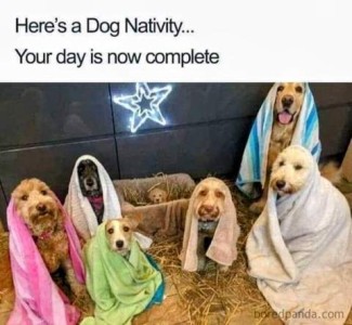6 different kinds of dogs, towels over their heads and wrapped around them, a little puppy in a straw-filled box, a lit star on the wall above him. Caption: Here's a Dog Nativity. Your day is now complete.