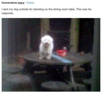 Photo of a little fuzzy white dog on top of a round picnic table on a patio, looking at the camera. Caption: I sent my dog outside for standing on the dining room table. This was his response.