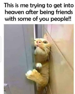 Photo of a yellow cat, his face smashed and front paw reaching around the edge of a barely-open door as he tries to squeeze through. Caption:This is my trying to get into heaven after being friends with some of you people!