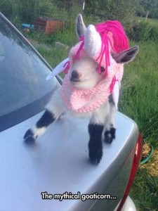 Photo of a baby goat standing on the trunk of a gray car, wearing a knitted pink and white hood with a horn on the front, and a mane of hot pink yarn. Caption: The mythical goaticorn...