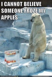A polar bear sitting upright on some white rocks in an enclosure at an animal park, his front paws hanging down toward his knees, looking down at a big block of ice with fruit in it. Caption: I cannot believe someone froze my apples.