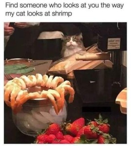 Photo of a bowl of shrimp and some fresh strawberries in the foreground, and a grey and white cat in the background, staring intently at the shrimp, eyes wide. Caption: Find someone who looks at you the my cat looks at shrimp.